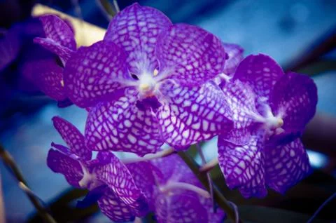 Orchid Stock Photos