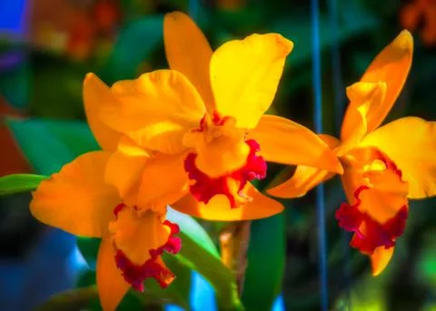 Orchid Stock Photos