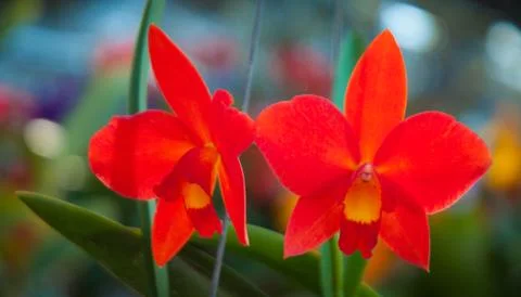 Orchid Stock Photos