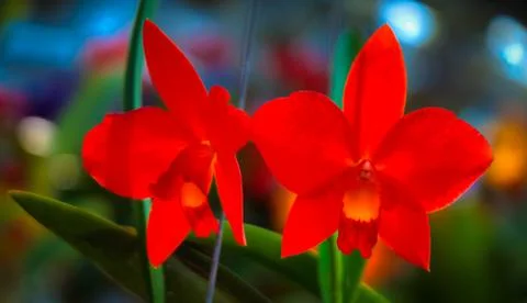 Orchid Stock Photos