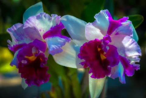 Orchid Stock Photos