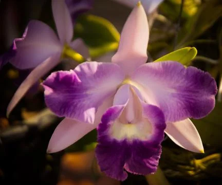 Orchid Stock Photos