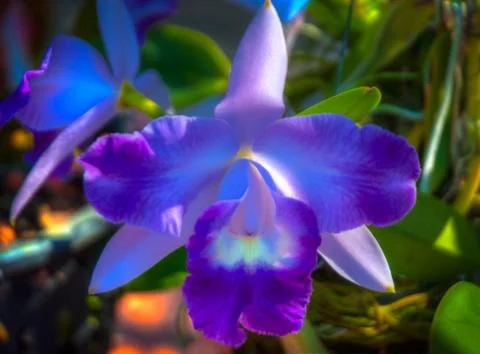 Orchid Stock Photos