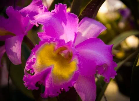 Orchid Foto stock