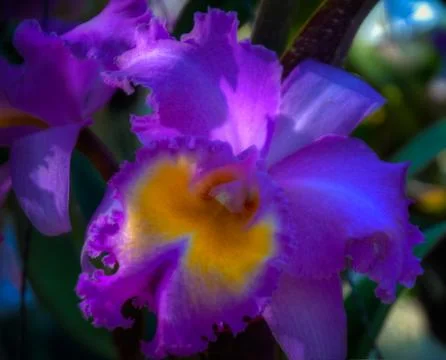 Orchid Stock Photos