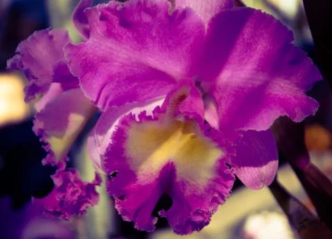 Orchid Stock Photos