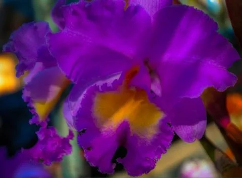 Orchid Stock Photos