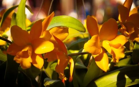 Orchid Stock Photos
