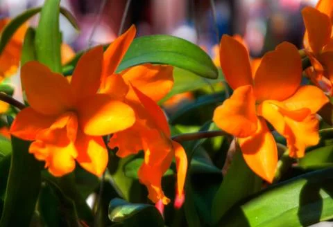 Orchid Stock Photos