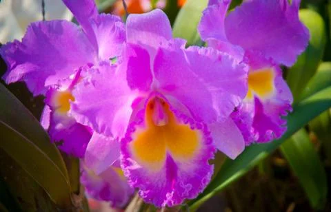 Orchid Stock Photos