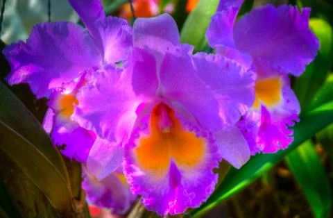 Orchid Foto stock
