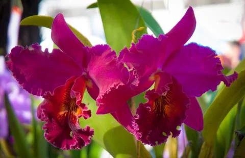 Orchid Stock Photos