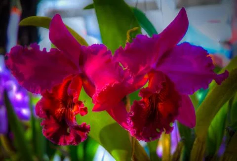 Orchid Stock Photos