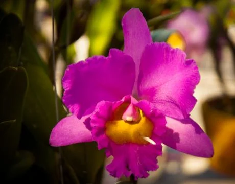 Orchid Stock Photos