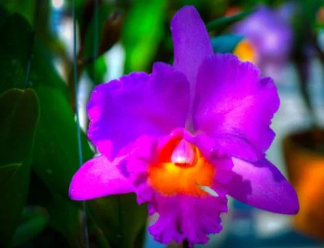 Orchid Stock Photos