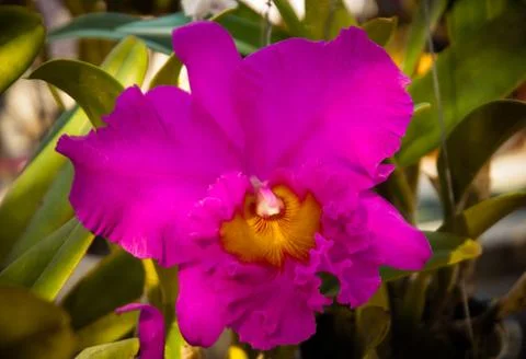 Orchid Stock Photos