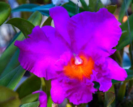 Orchid Stock Photos