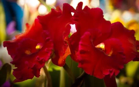 Orchid Stock Photos