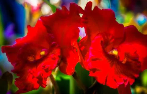 Orchid Stock Photos
