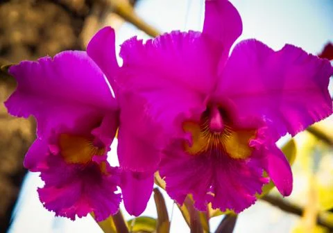 Orchid Stock Photos