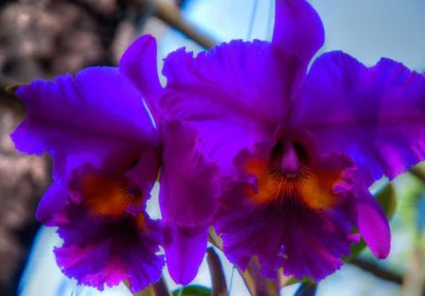 Orchid Stock Photos