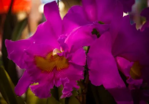 Orchid Stock Photos