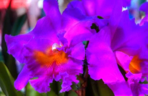 Orchid Stock Photos