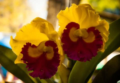 Orchid Stock Photos