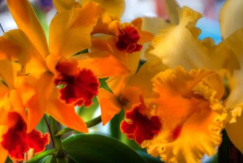 Orchid Stock Photos