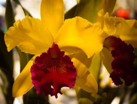 Orchid Stock Photos