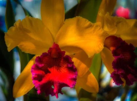 Orchid Stock Photos