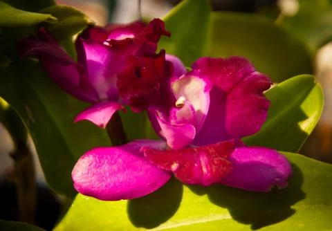 Orchid Stock Photos