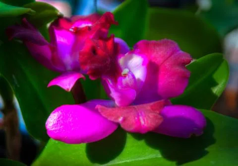 Orchid Stock Photos