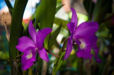 Orchid Stock Photos
