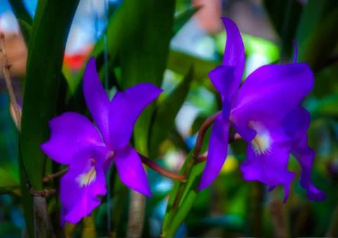 Orchid Stock Photos