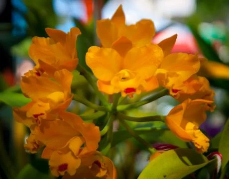 Orchid Foto stock