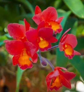 Orchid Stock Photos