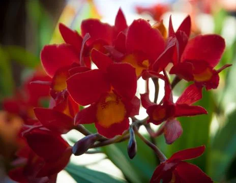 Orchid Stock Photos