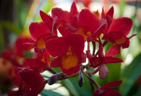 Orchid Stock Photos