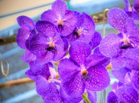 Orchid Stock Photos
