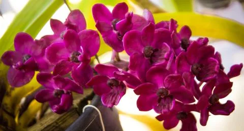 Orchid Stock Photos