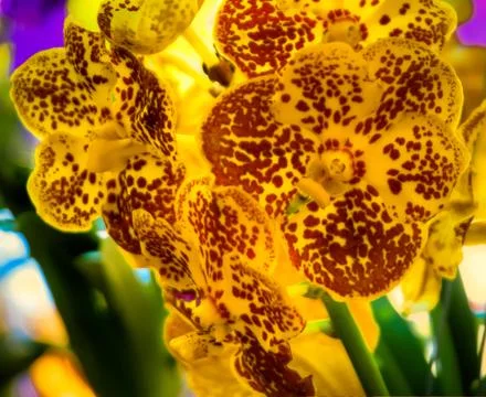 Orchid Stock Photos