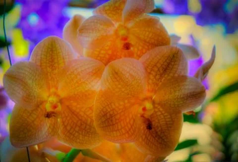 Orchid Stock Photos