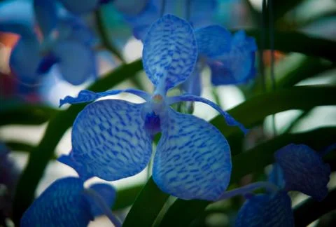 Orchid Stock Photos