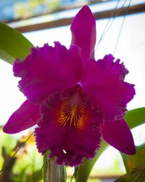 Orchid Stock Photos