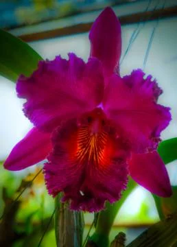 Orchid Stock Photos