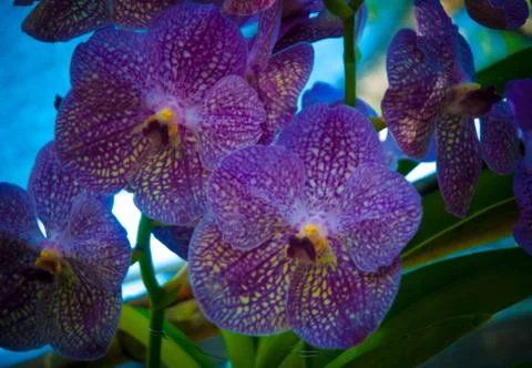 Orchid Stock Photos