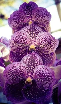 Orchid Stock Photos