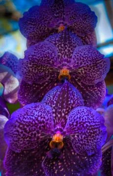 Orchid Stock Photos