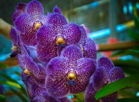 Orchid Stock Photos